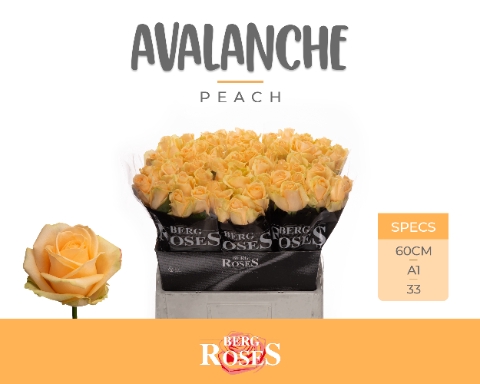 <h4>R GR AVALANCHE PEACH+</h4>