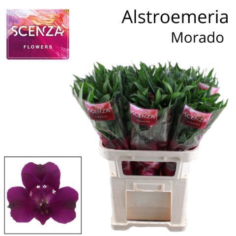 <h4>ALSTR MORADO scenza</h4>