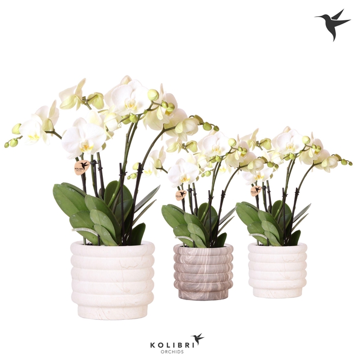 <h4>Kolibri Orchids Phalaenopsis Ghent 4spike in Marble pot mix</h4>
