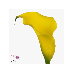 Calla Golden Nugget