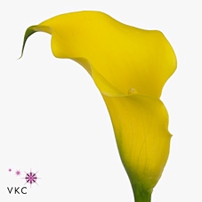 <h4>Calla Golden Nugget</h4>