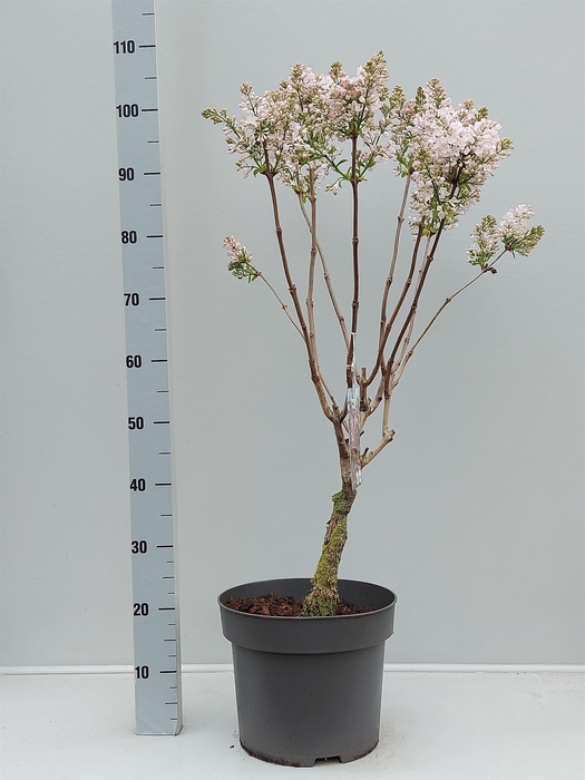 Syringa vulg.