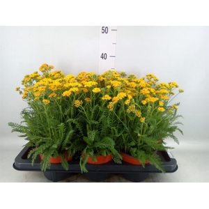 Achillea   ...