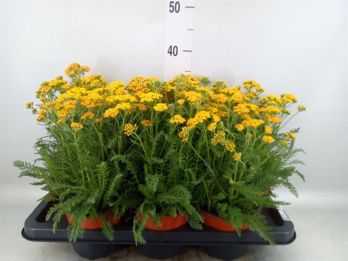<h4>Achillea   ...</h4>