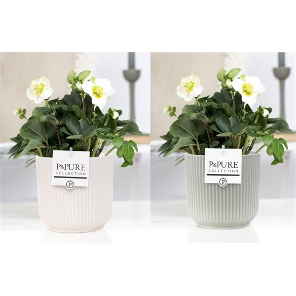 <h4>1st class Helleborus "Xmas C." in P&PURE Sophie ceramics ass. 2</h4>