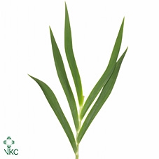 Iris Domestica