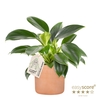 PHILODENDRON ERUBESCENS P10 RAW