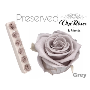R Preserved Grey