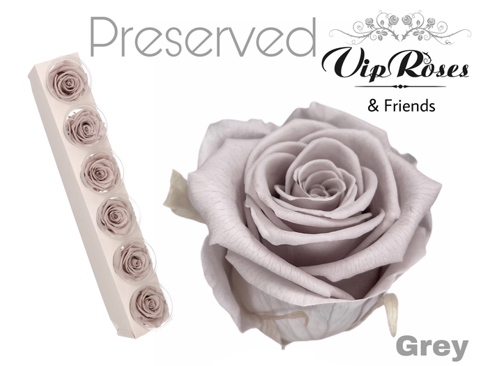 <h4>R Preserved Grey</h4>
