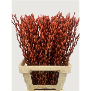 Salix Wilgenkatjes Orange 70cm P Stem