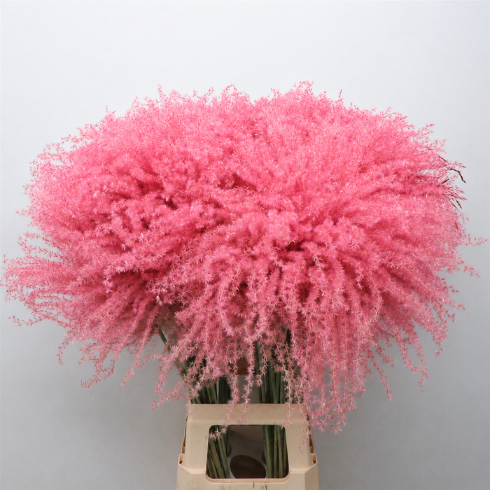 <h4>Dried Stipa Feather Light Pink</h4>