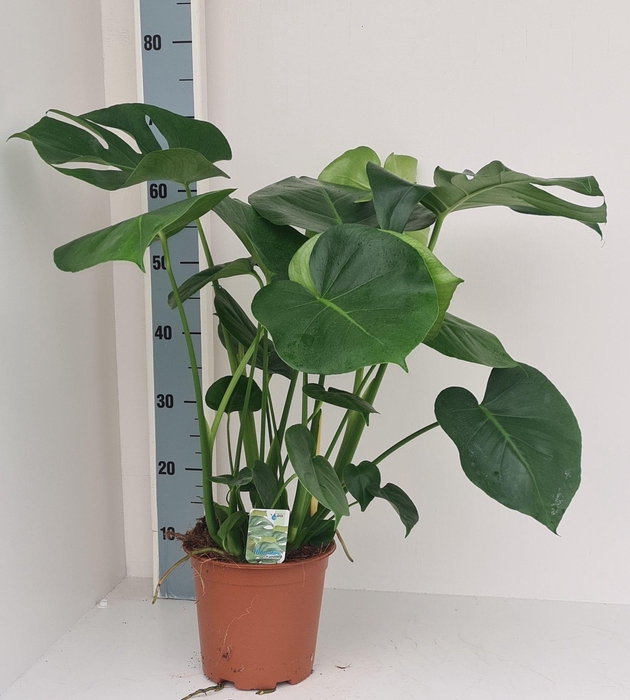<h4>Monstera deliciosa</h4>