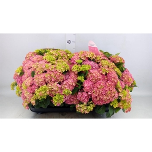 Hydrangea mac. 'Tabletensia'