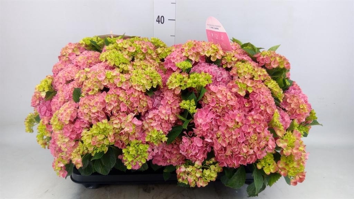 <h4>Hydrangea mac. 'Tabletensia'</h4>