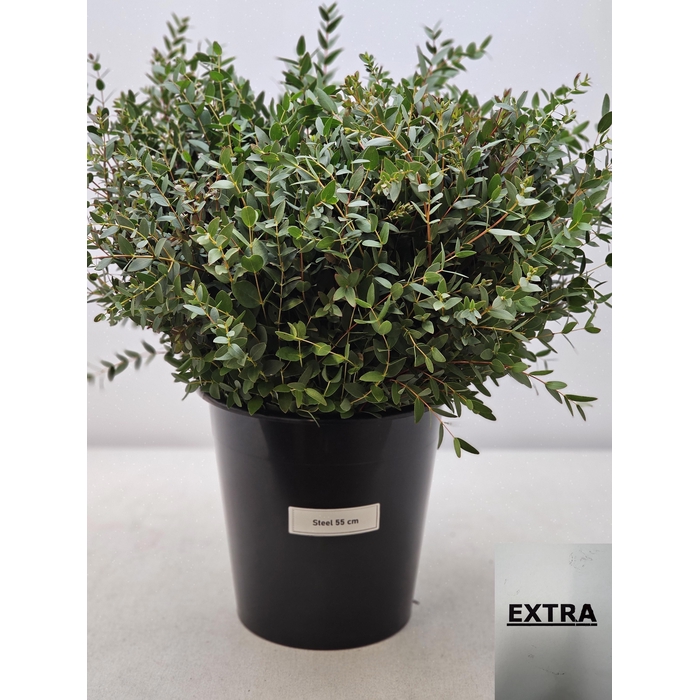 <h4>EUC PARVIFOLIA PER STEEL-IT-</h4>