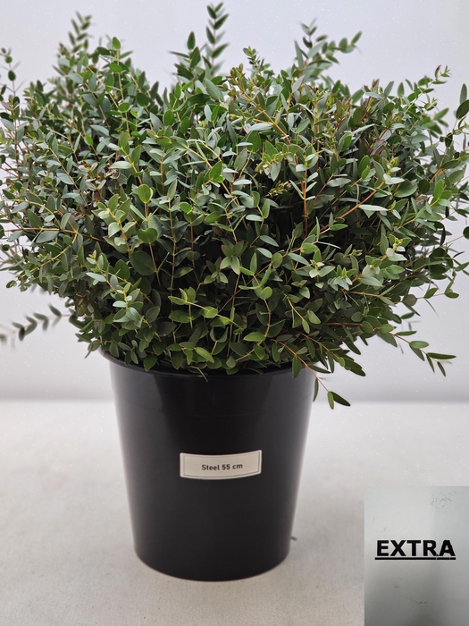 EUC PARVIFOLIA PER STEEL-IT-