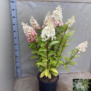 HYDR PANICULATA