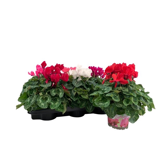 <h4>Cyclamen grootbloemig Super Serie XL Mix</h4>