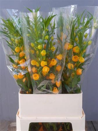 <h4>Sandersonia Royal Highness</h4>
