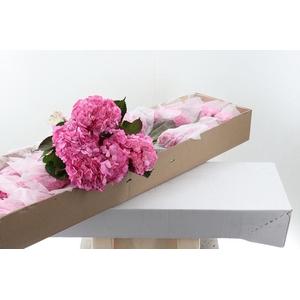 Hydr Candy Pink Tinted Select Box