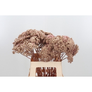 Ammi Zaad Kl Bh Rose Goud