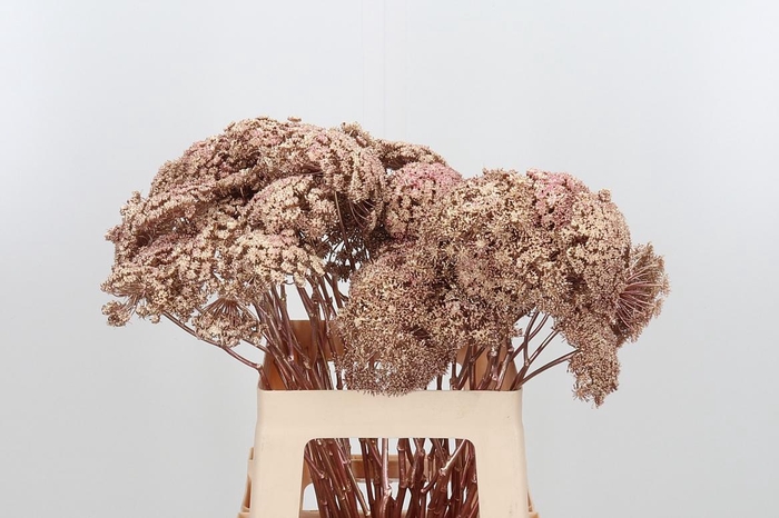 <h4>Ammi Zaad Kl Bh Rose Goud</h4>