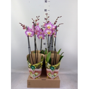 Phalaenopsis   ...rose