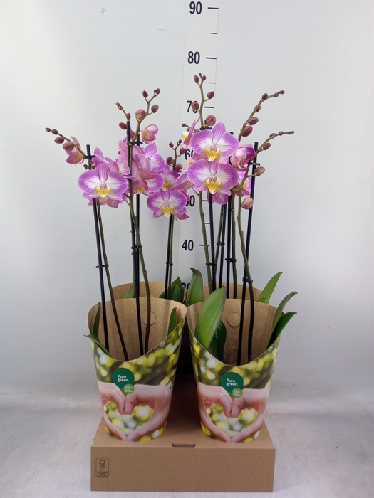 <h4>Phalaenopsis   ...rose</h4>