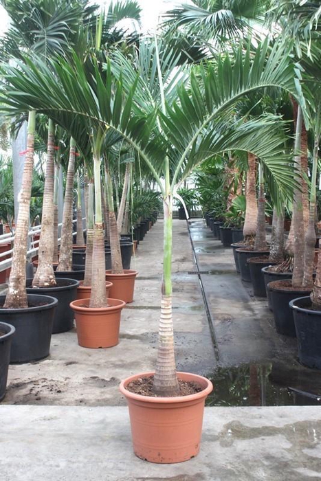 <h4>Veitchia merrillii</h4>