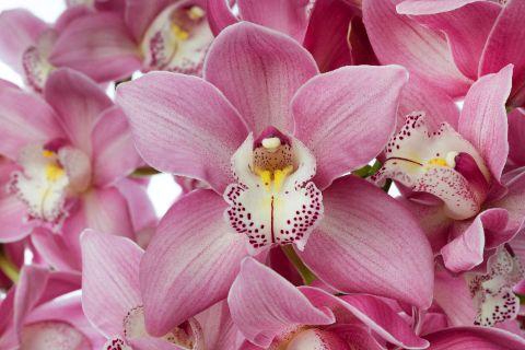 <h4>AIDA 50cm x 12</h4>