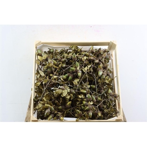 Steeneik Wax Natural Crate