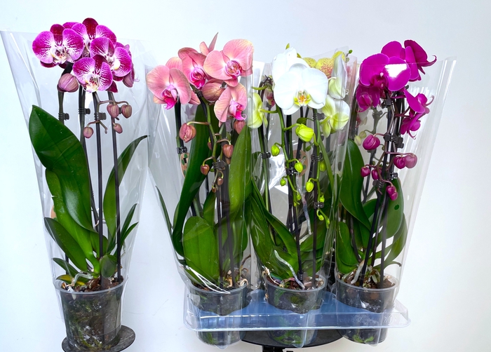 <h4>PHAL EL CASCADE</h4>