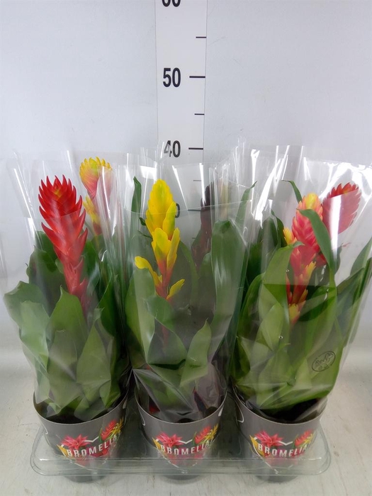 <h4>Vriesea   ...mix 6</h4>