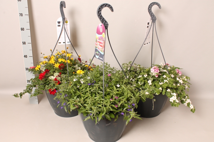 <h4>Hangpotten 37 cm met waterreservoir diverse mixen</h4>