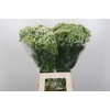 Ammi Visnaga
