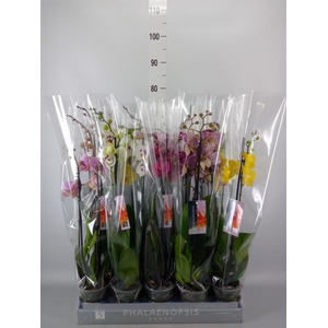 Phalaenopsis   ...mix  7