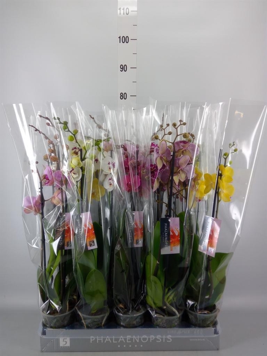 <h4>Phalaenopsis   ...mix  7</h4>