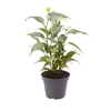 FICUS BENJAMINA P6 NATASCHA