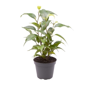 FICUS BENJAMINA P6 NATASCHA