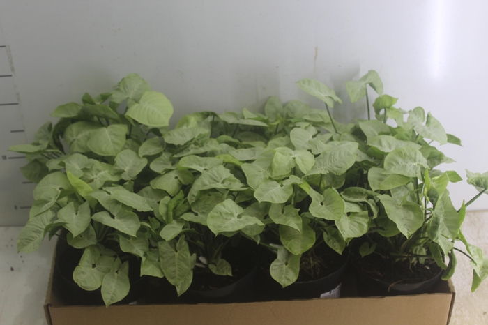 <h4>SYNGONIUM PODOPHYLLUM SCHOTT P14</h4>