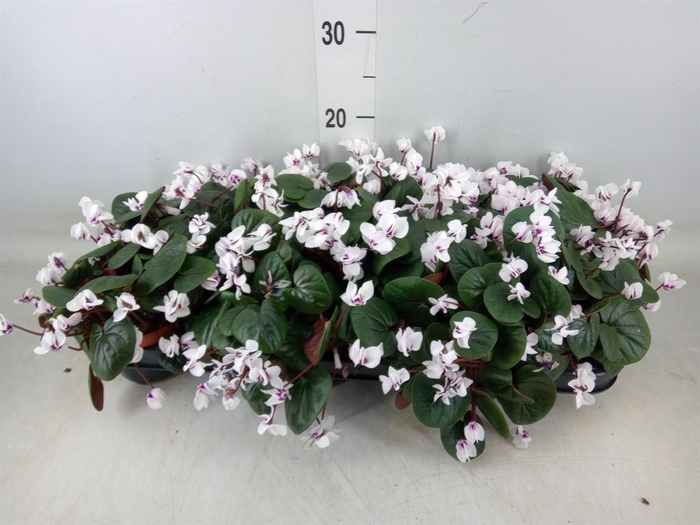<h4>Cyclamen coum</h4>