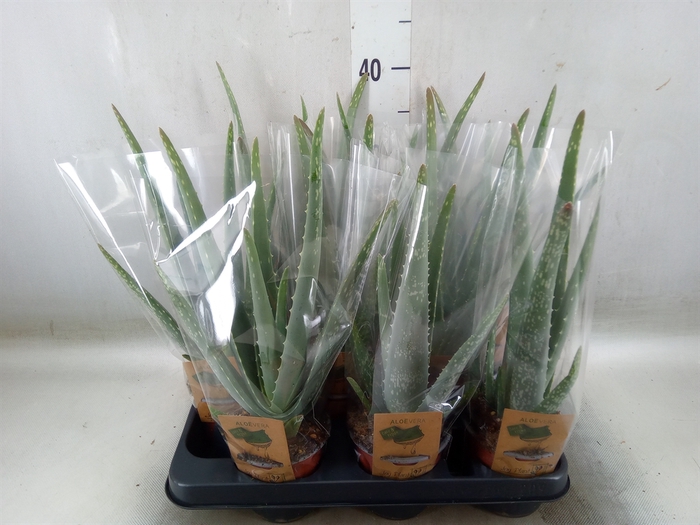 <h4>Aloe vera</h4>