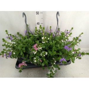 Scaevola aemula   ...