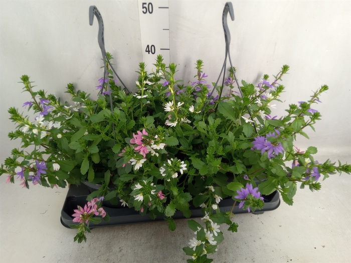 <h4>Scaevola aemula   ...</h4>