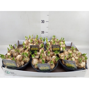 Narcissus  'Tete a tete'