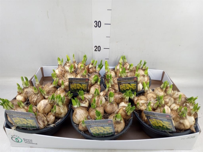 <h4>Narcissus  'Tete a tete'</h4>