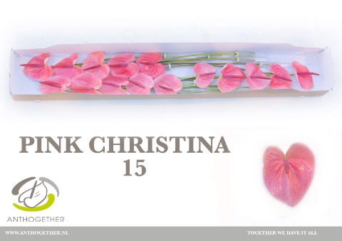 <h4>ANTH A PINK CHRISTINA 15</h4>