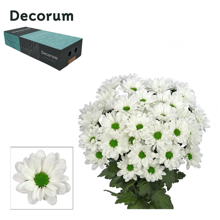<h4>Chr T Chic Decorum</h4>