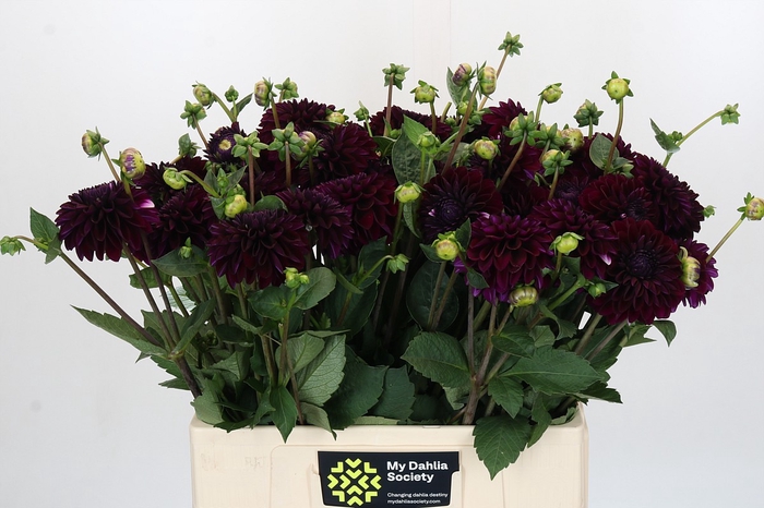 <h4>Dahlia Black Lars</h4>