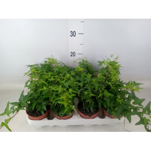 Hedera   ...green leafed